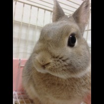 MAIMAIM講師