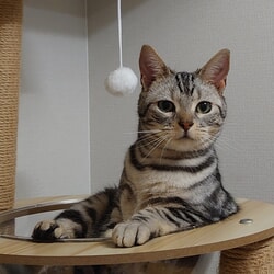nkoba講師