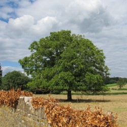 Autumnleaves