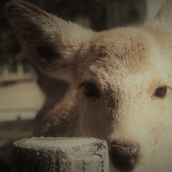 ykic2012講師